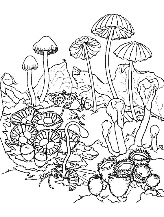 Mushrooms to download - Mushrooms Kids Coloring Pages