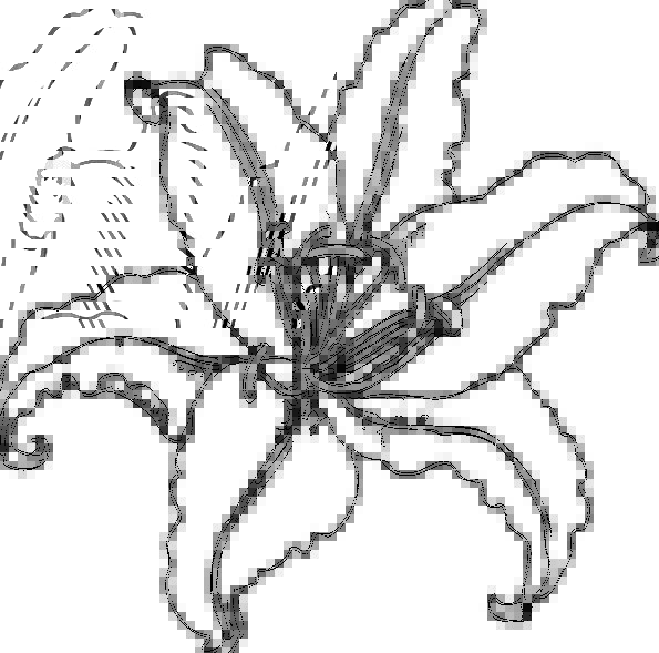 Tiger Lily, Flower, Floret, Lily, Outline, Plan | PixCove