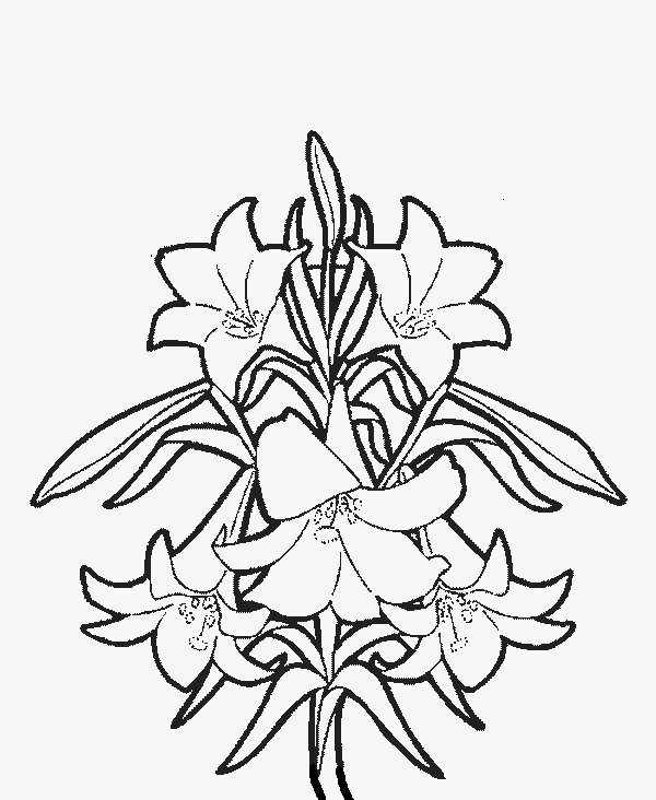Lily Flowers Coloring Pages at GetDrawings.com | Free for ...