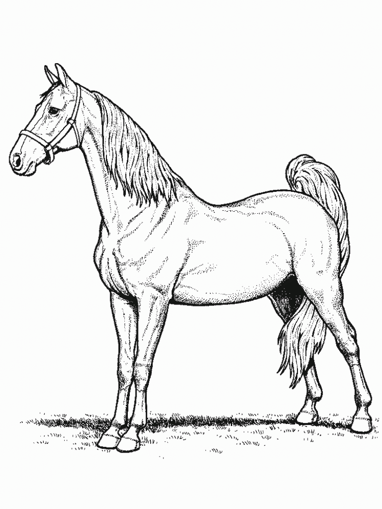 Horse Coloring Pages Gallery | Printable Coloring Pages