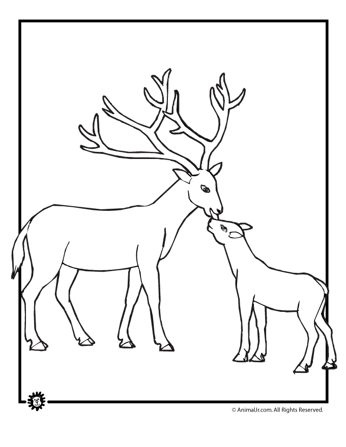 baby deer coloring pages image search results