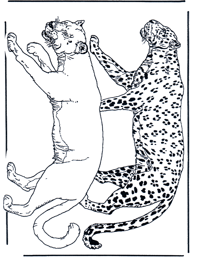 Lion and leopard - Cats