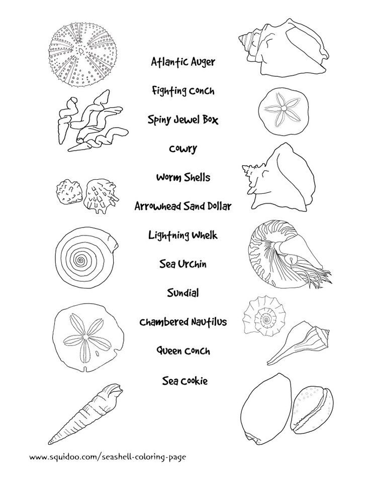 Seashell coloring sheets | Coloring sheets