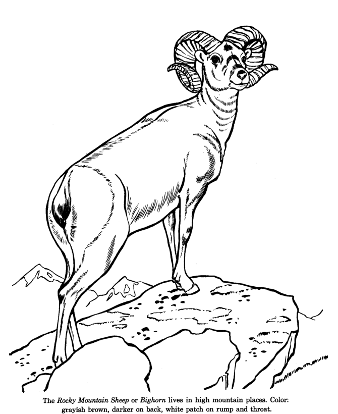 Animal Drawings Coloring Pages | Bighorn Sheep animal
