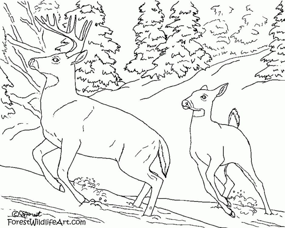 Forest Animals Coloring Pages Rainforest Animal Coloring Pages