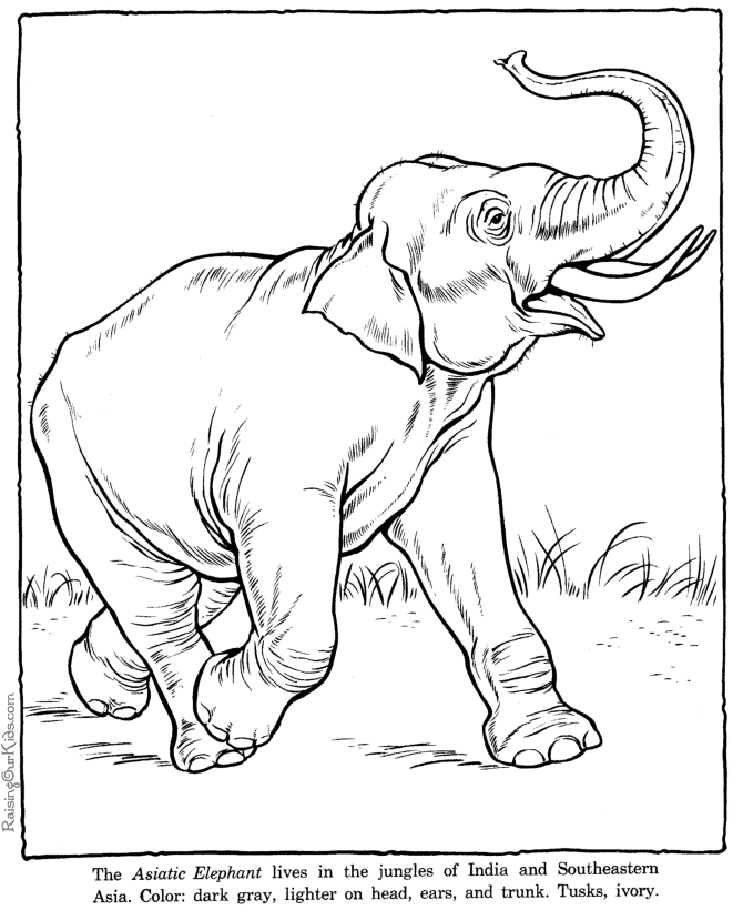 Zoo Animal Coloring Pages | animals coloring pages | #10 | Color