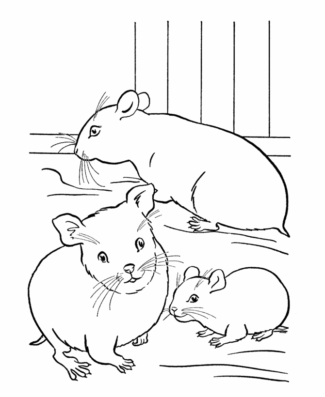 Pets Coloring Pages | Free Printable Hamster Coloring Pages and