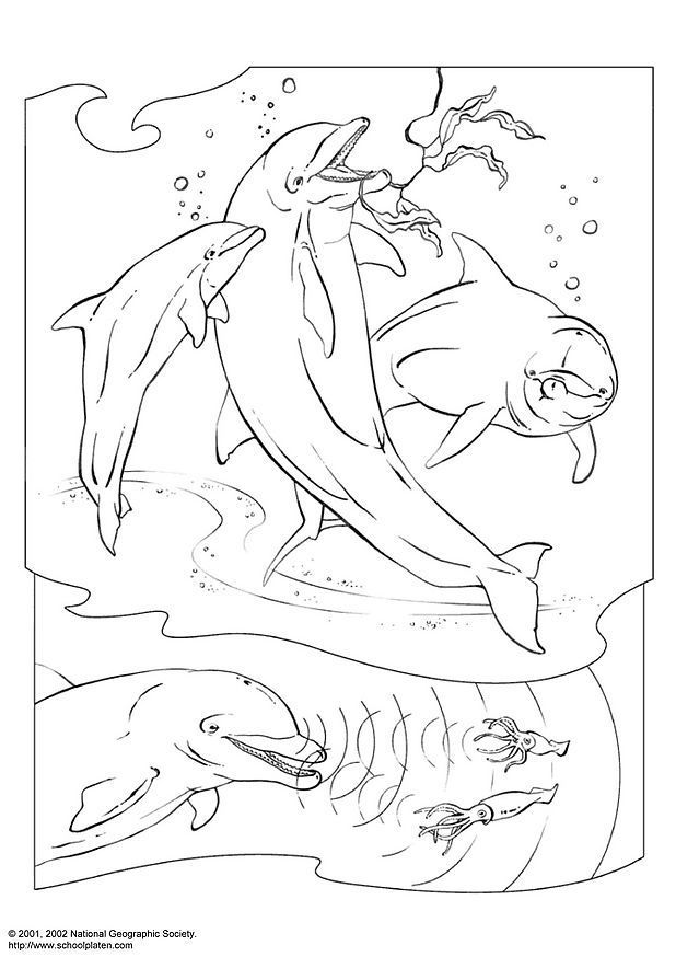 Dolphins-coloring-page-6 | Free Coloring Page Site