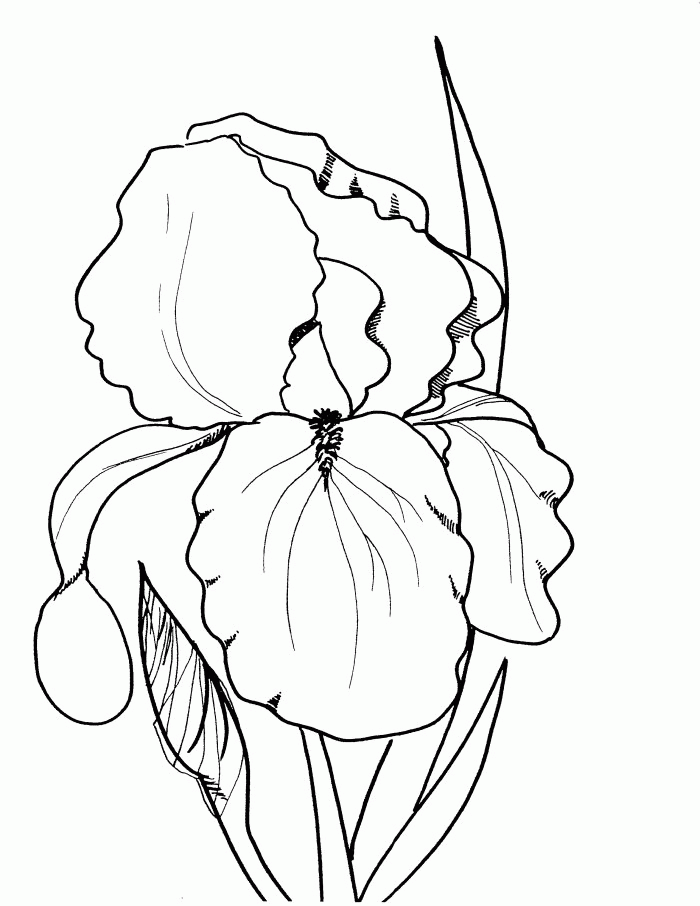 Flowers2 spring flowers coloring pages | Printable Coloring