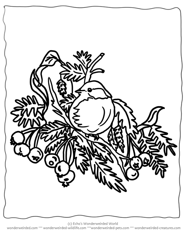 Printable Christmas Coloring Pages Birds, Echo