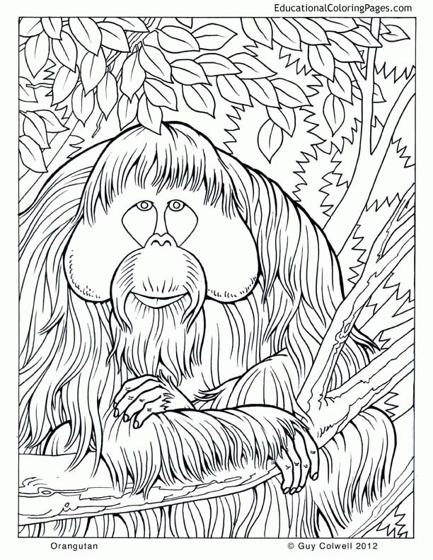 Orangutan Coloring Pages 14 | Free Printable Coloring Pages