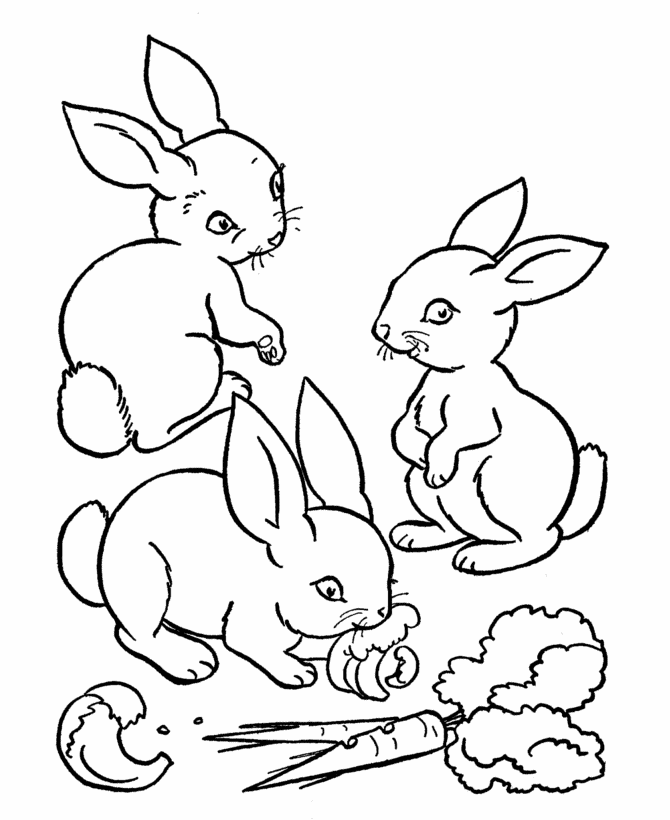 Look In This Amazing Coloring Sheet A Cute Rabbit Is Eating Salad