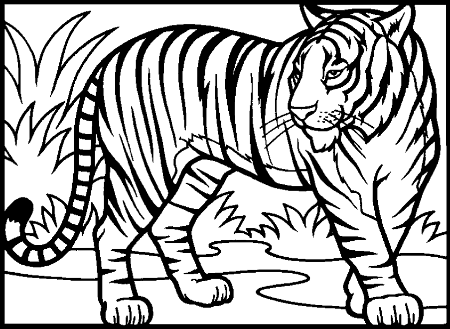 tiger coloring pages 2014