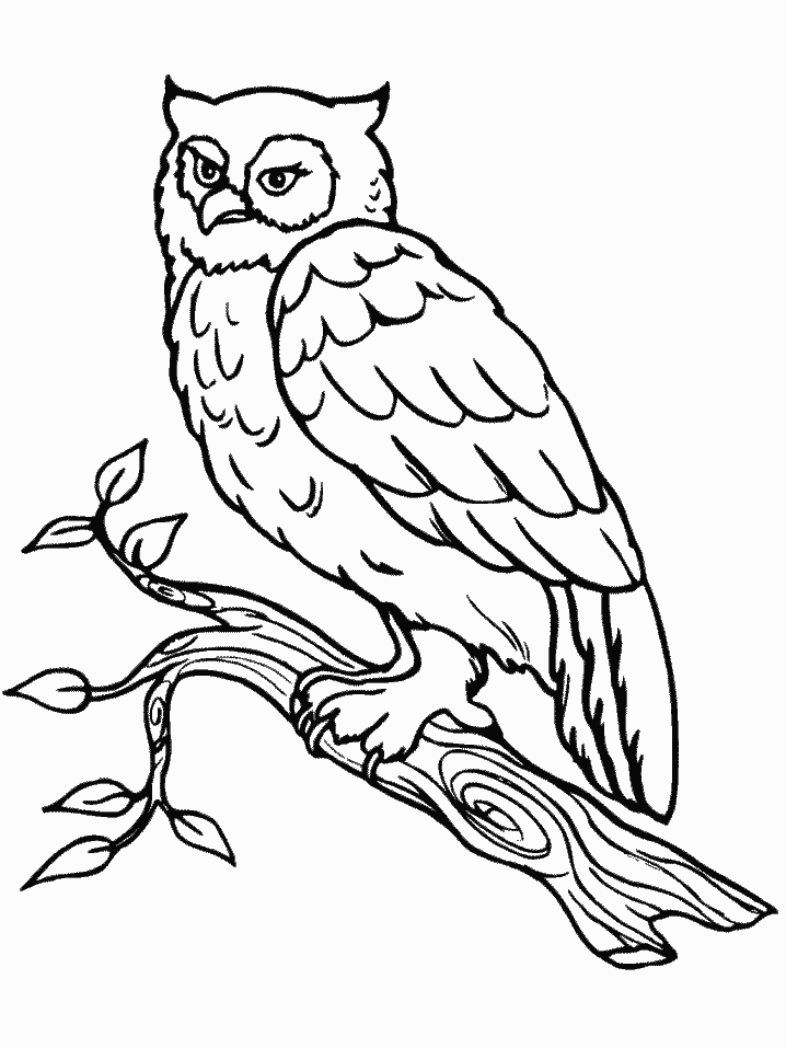 Free owl coloring page | Free Owls to Color / Owl Worksheets - School…