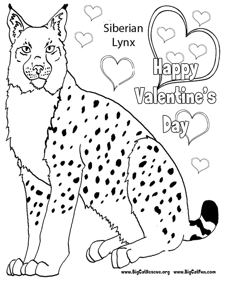Lynx Coloring Pages Printable - Kids Colouring Pages