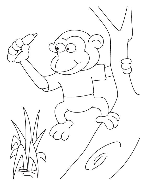 Pigmy monkey coloring pages | Download Free Pigmy monkey coloring