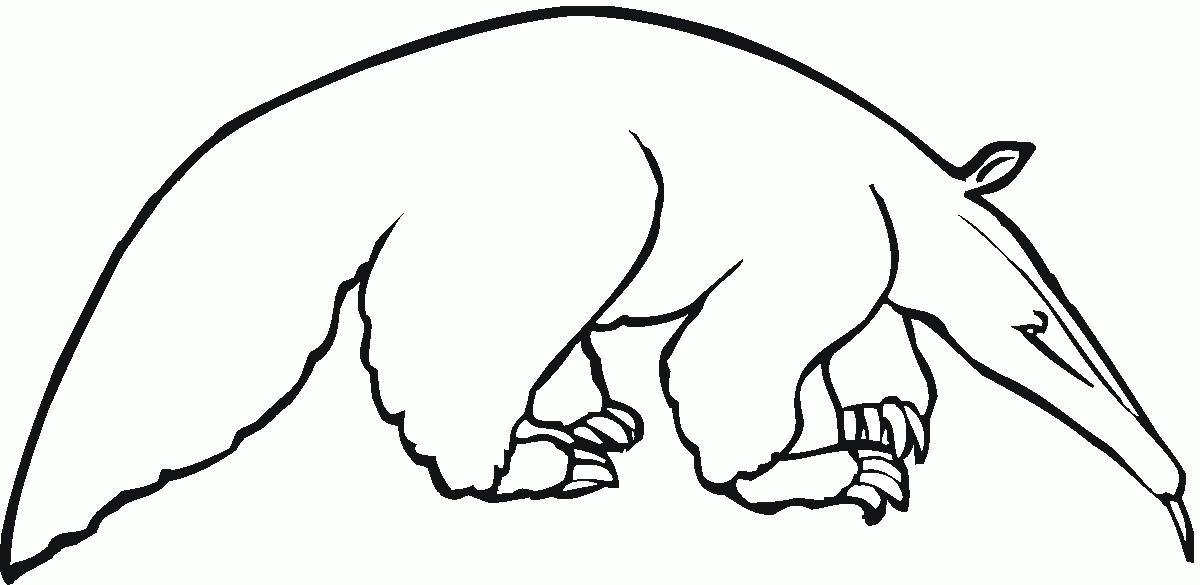 Anteater Coloring Pages Printable - Kids Colouring Pages