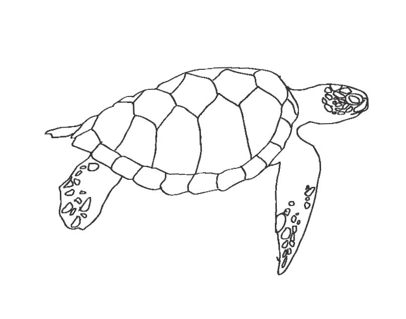 coloring pages sea turtle : Printable Coloring Sheet ~ Anbu