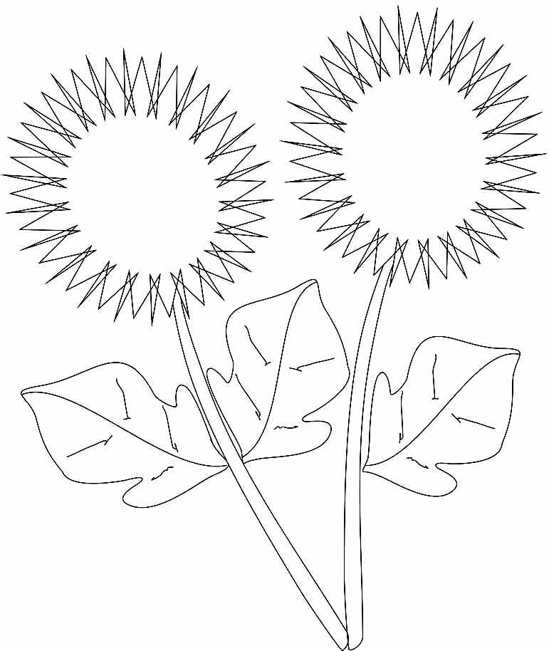 Colouring Pages Sunflower Flowers Printable For Girls & Boys #