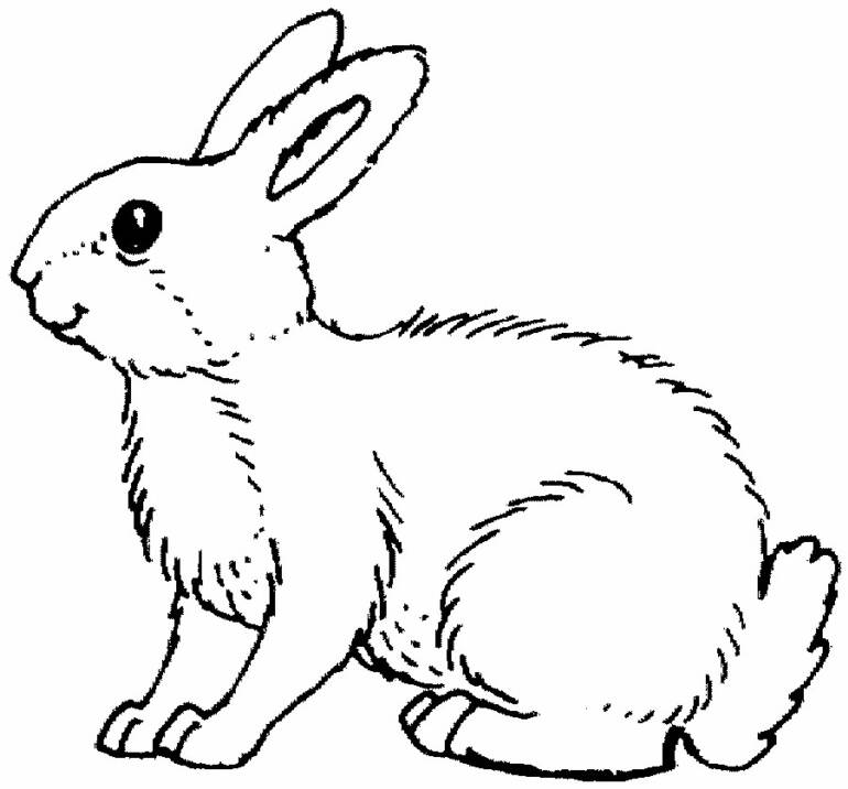 Rabbit Coloring Pages | Find the Latest News on Rabbit Coloring
