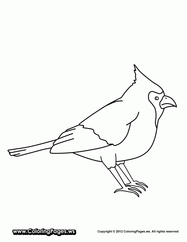 Cardinal Coloring Pages 231278 Chickadee Coloring Page