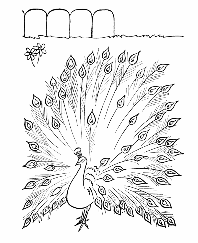 Farm Animal Coloring Pages | Printable Peacock Coloring Page and