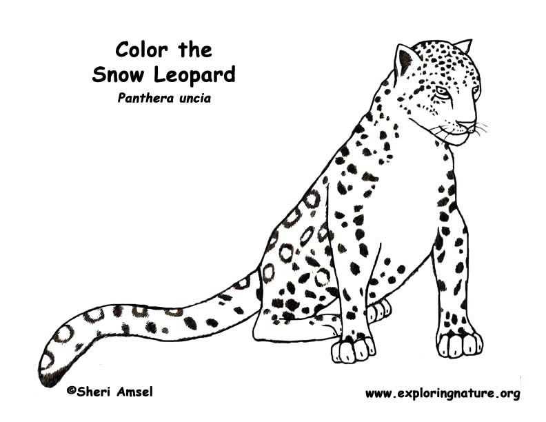 coloring pages of a snow leopard : Printable Coloring Sheet ~ Anbu