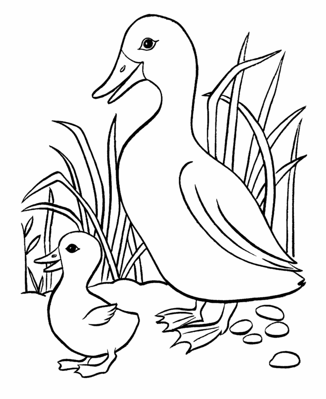Duckling Coloring Page Images & Pictures - Becuo