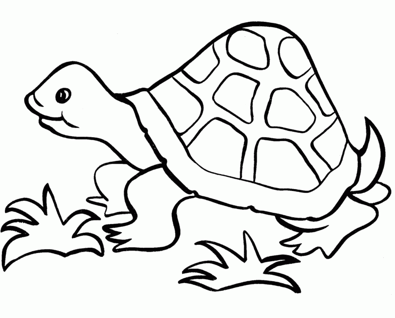 Download Turtle Near The Grass Coloring Page Or Print Turtle Near