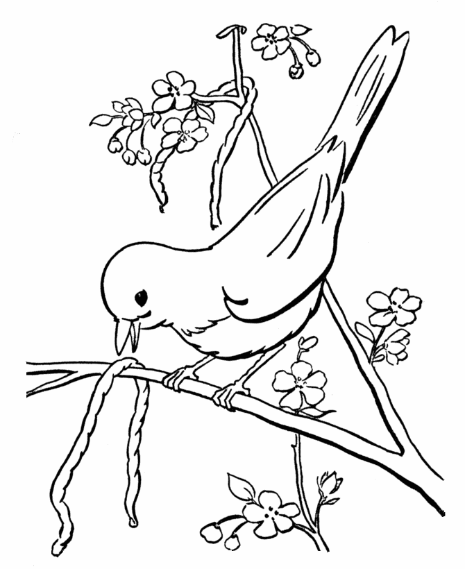 Bird Coloring Pages | ColoringMates.