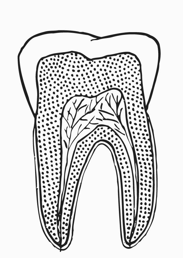 Coloring page tooth section - img 12947.