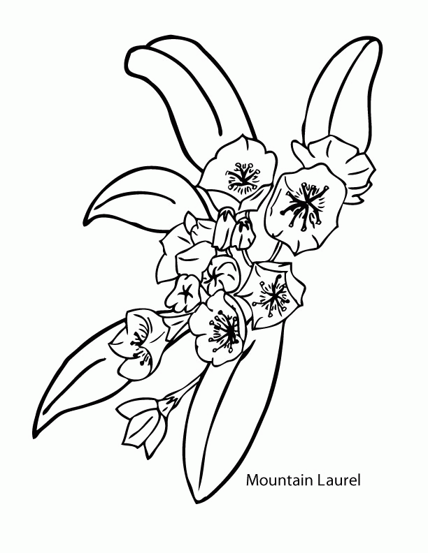 Mountain Laurel Colouring Pages