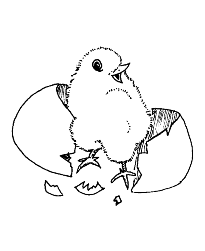 Coloring Pages For Girls: Baby chicken cute animal coloring sheet