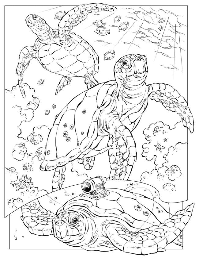 Ocean Animal Turtles Coloring Pages For Kids | coloring pages