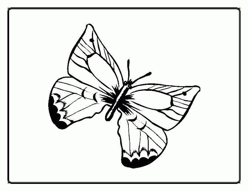 african butterflies coloring pages : Printable Coloring Sheet