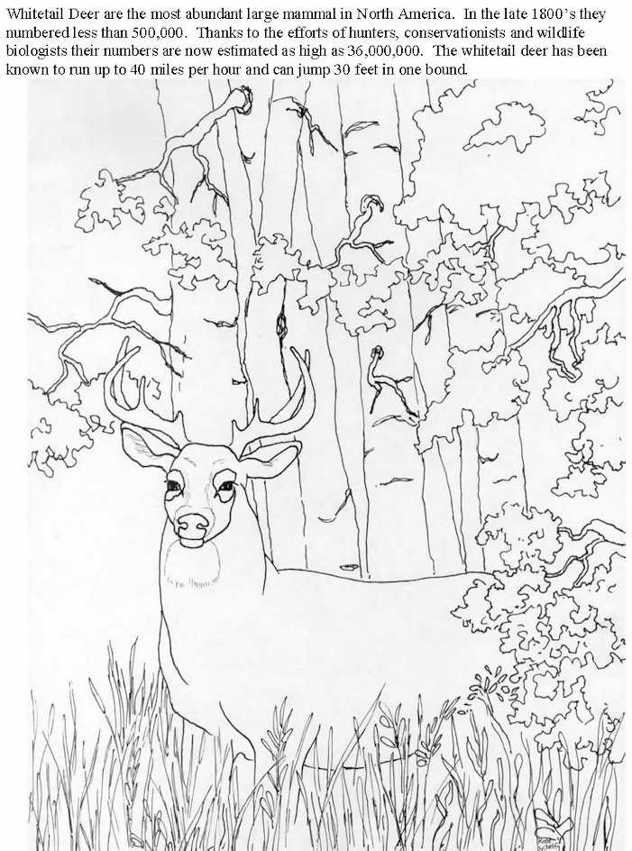 Whitetail deer coloring pages