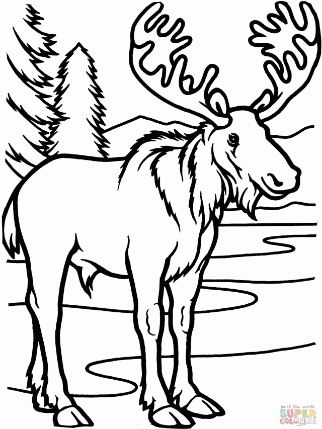 Moose Bull Coloring Online Super Coloring 244852 Moose Coloring Pages