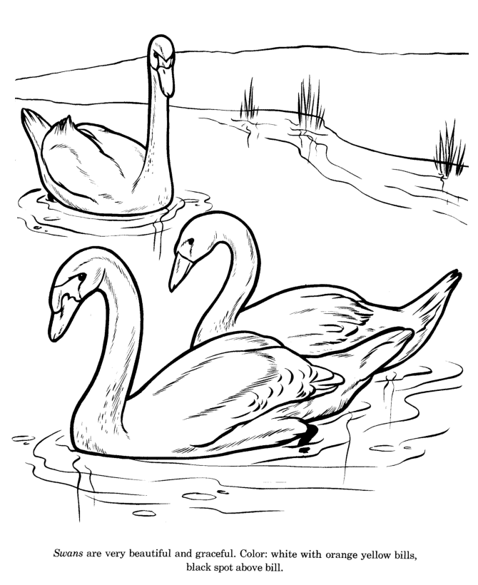 Animal Drawings Coloring Pages | Swan bird identification drawing