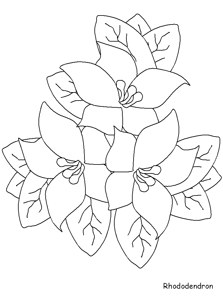 Colouring Flowers