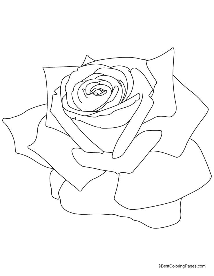 pink rose coloring page | Download Free pink rose coloring page