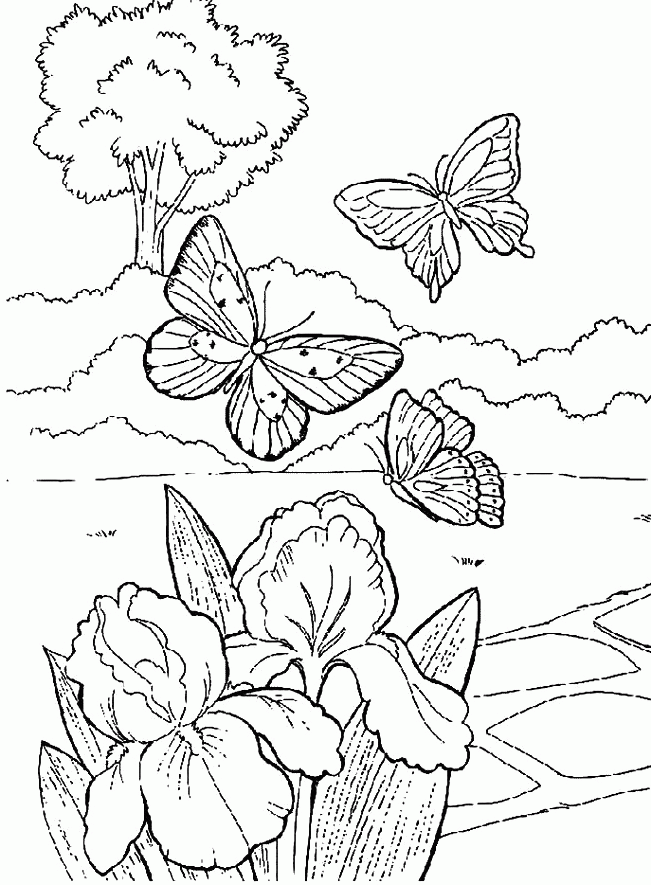 Beautiful Butterfly And Flowers Coloring Pages - Butterflies