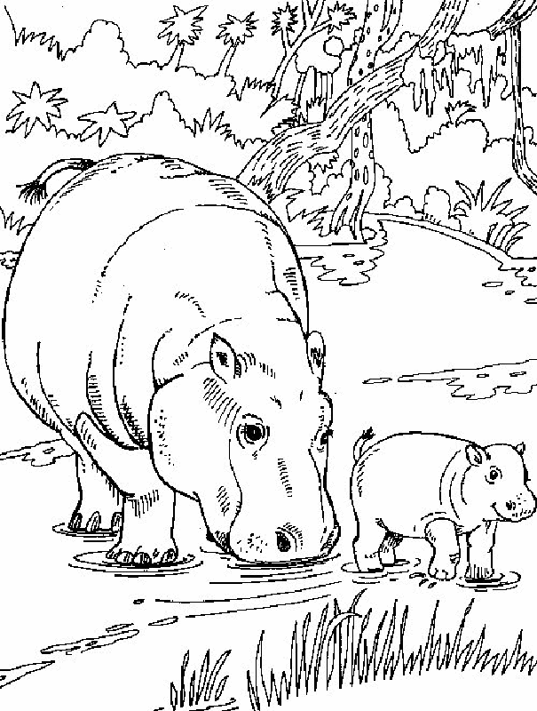 Hippo Coloring Pages 9 | Free Printable Coloring Pages