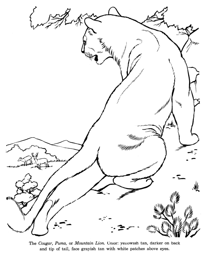 Animal Drawings Coloring Pages | Cougar animal identification