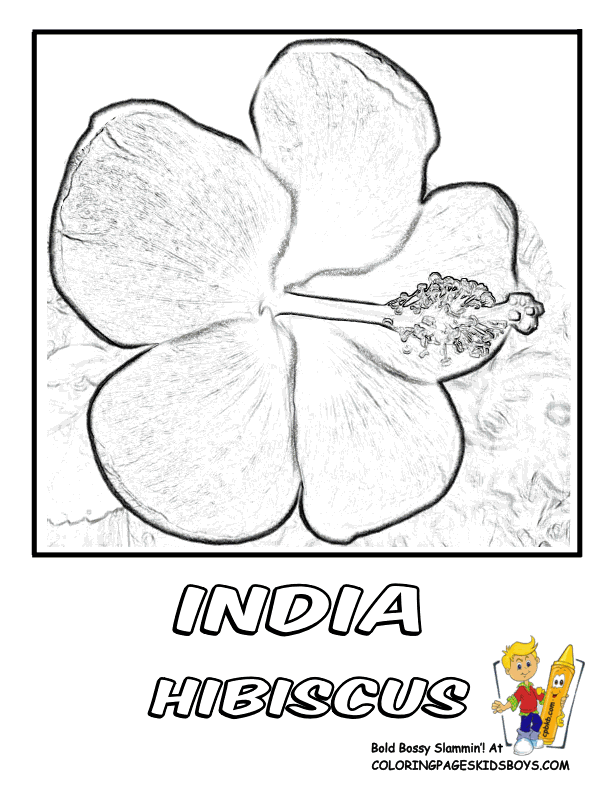 Free Printable Hibiscus Flower Coloring Pages