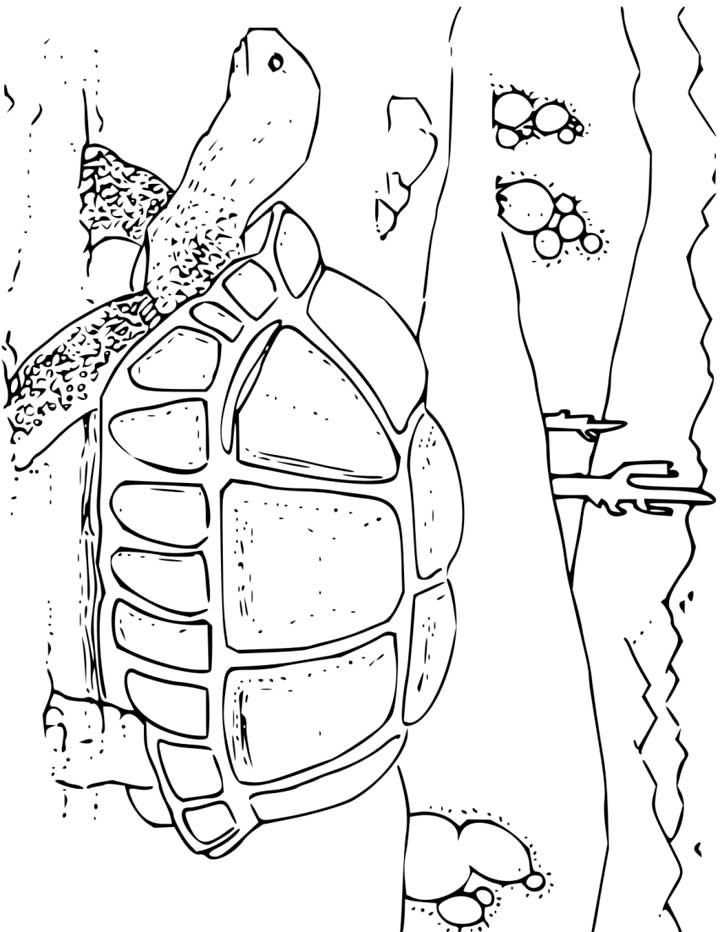 Tortoise Coloring Page for Kids - Free Printable Picture