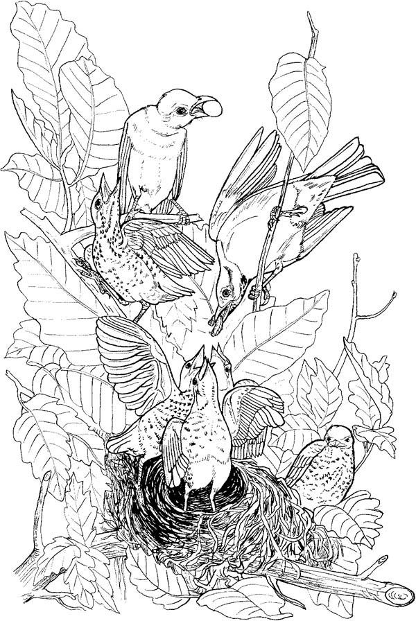 8 Pics of Hummingbird Nest Coloring Pages - Bird Nest Coloring ...