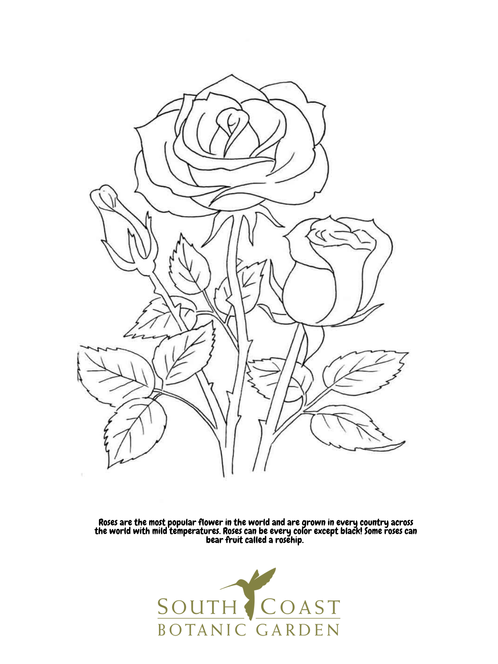 Seeds of Fun: Rose and Poppy Coloring Pages - South Coast Botanic ...