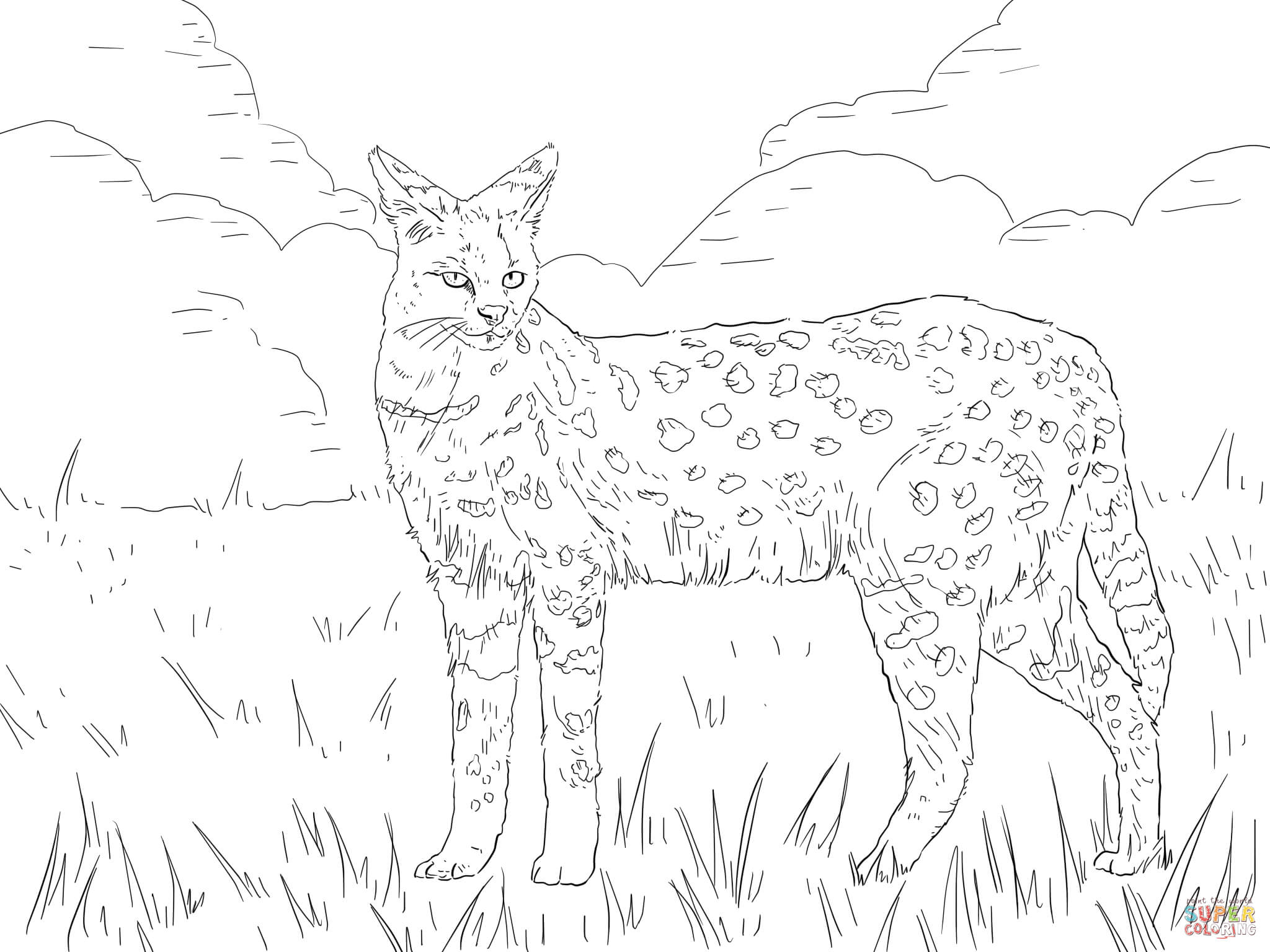 Serval African Wild Cat coloring page | Free Printable Coloring Pages
