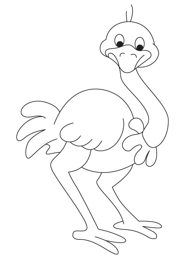 Free Ostrich Coloring Page, Download Free Clip Art, Free Clip Art on  Clipart Library