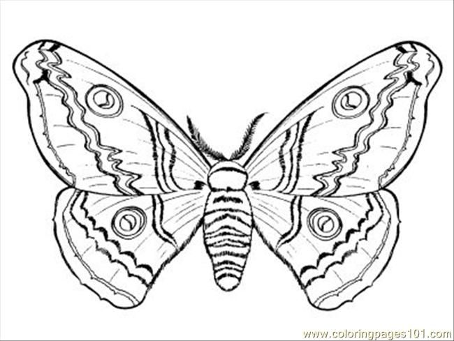 Moth coloring Butterfly night coloring pages printable free peppered moth |  Chadwick.abimillepattes.com